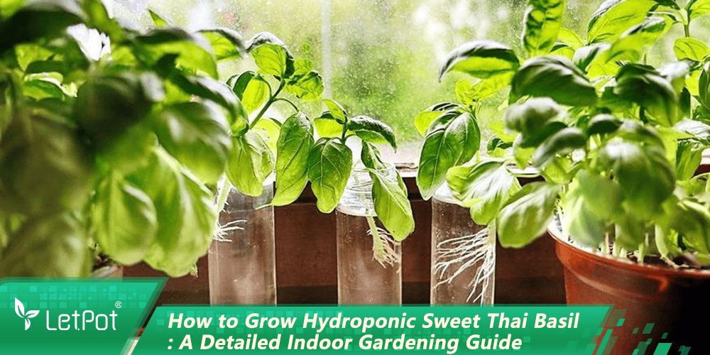 How to Grow Hydroponic Sweet Thai Basil: A Detailed Indoor Gardening Guide