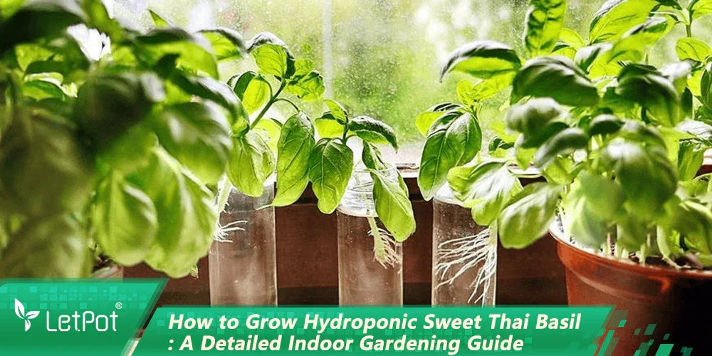 Hydroponic sweet Thai basil plants growing in glass containers by a sunny window indoors.