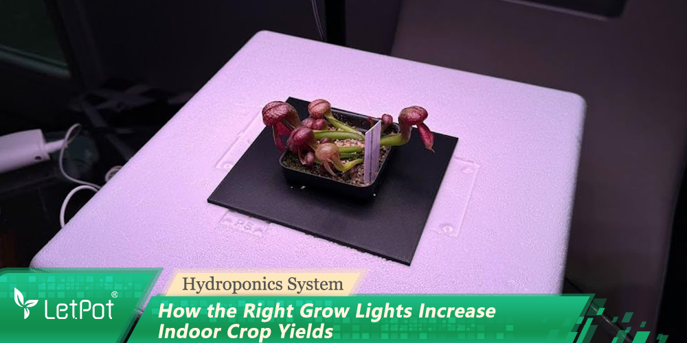 How the Right Grow Lights Increase Indoor Crop Yields