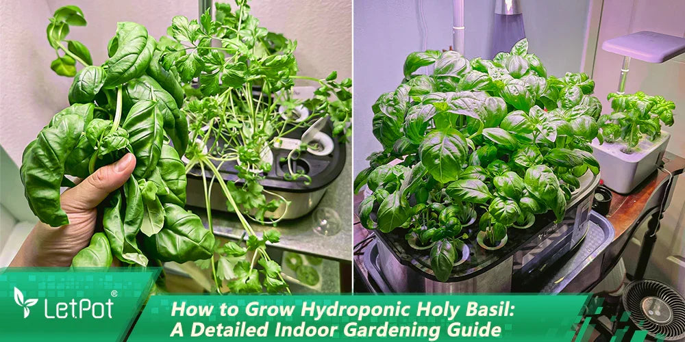 Indoor hydroponic holy basil plants thriving under LED grow lights in smart gardening system.