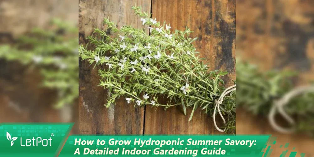 Fresh hydroponic summer savory herb with white flowers, tied with twine on rustic wood for indoor gardening