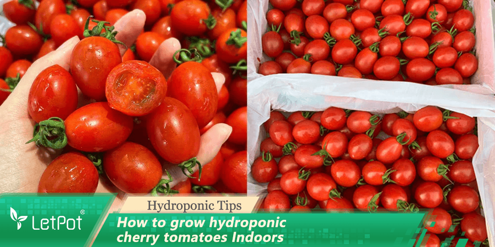 How to grow hydroponic cherry tomatoes Indoors: A Detailed Guide - LetPot's garden