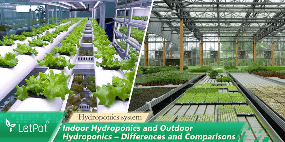 Indoor hydroponics system with leafy greens and outdoor greenhouse plant trays comparison
