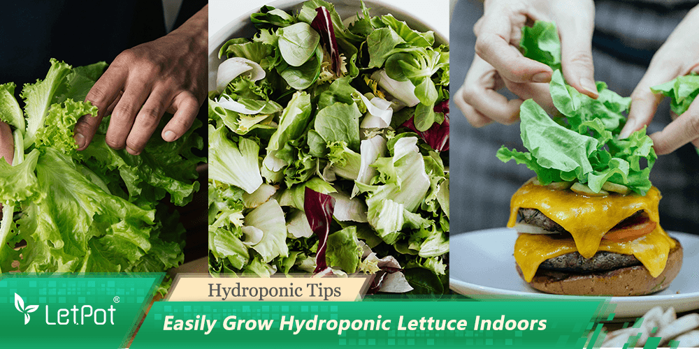 Fresh hydroponic lettuce being harvested, mixed salad greens, and lettuce added to a cheeseburger
