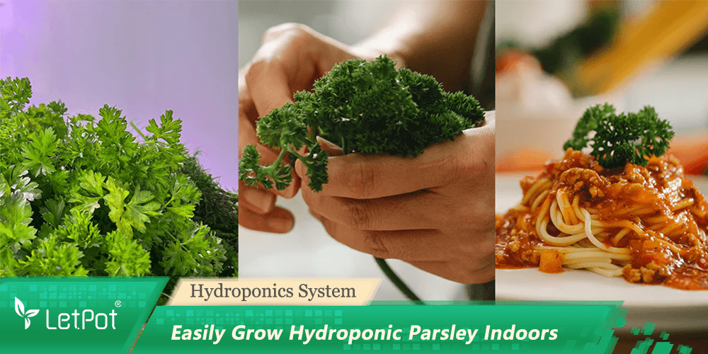 Hydroponic parsley plant, fresh harvest, and parsley garnish on pasta indoors