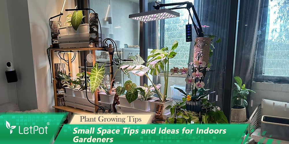 Small Space Tips and Ideas for Indoors Gardeners