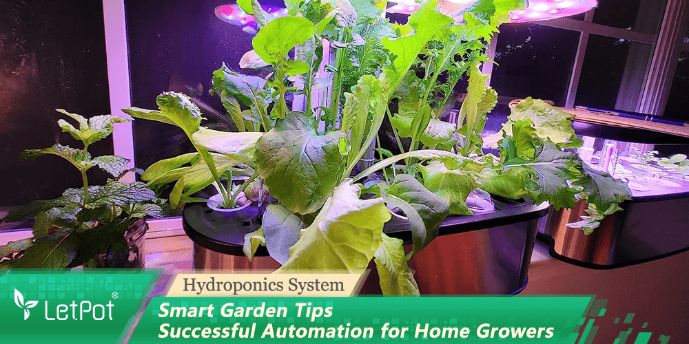 Indoor hydroponic garden system with leafy greens under LED lights for smart plant care