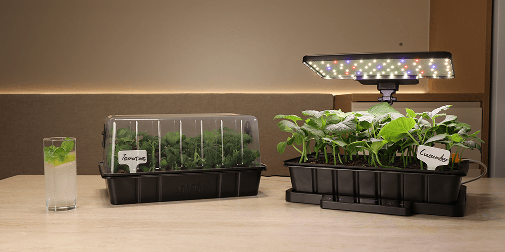 Indoor hydroponic garden with tomato and cucumber plants under LED grow light