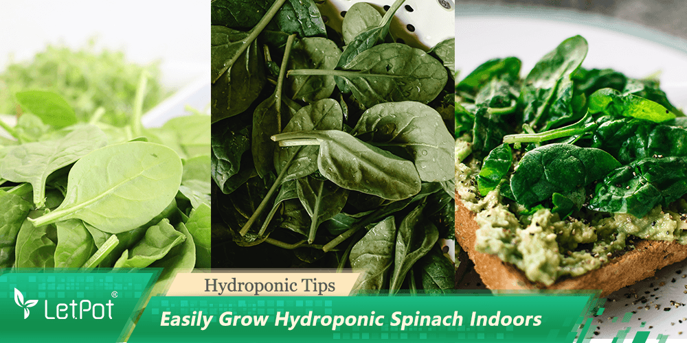 How To Grow Spinach Indoors Hydroponically: Growing Tips - LetPot's garden