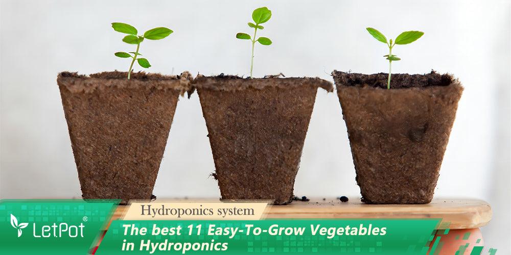 The Best 11 Easy-To-Grow Vegetables in Hydroponics - LetPot's garden