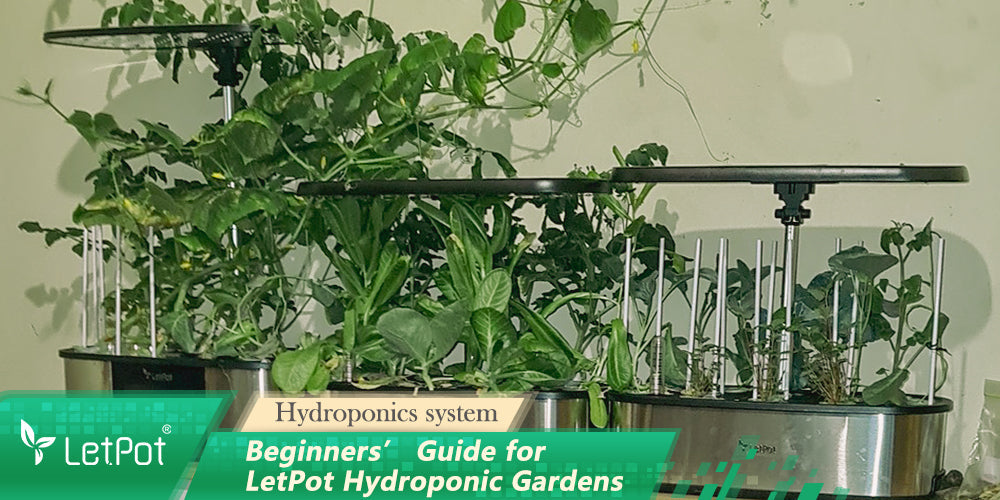 Beginners' guide for LetPot Hydroponics