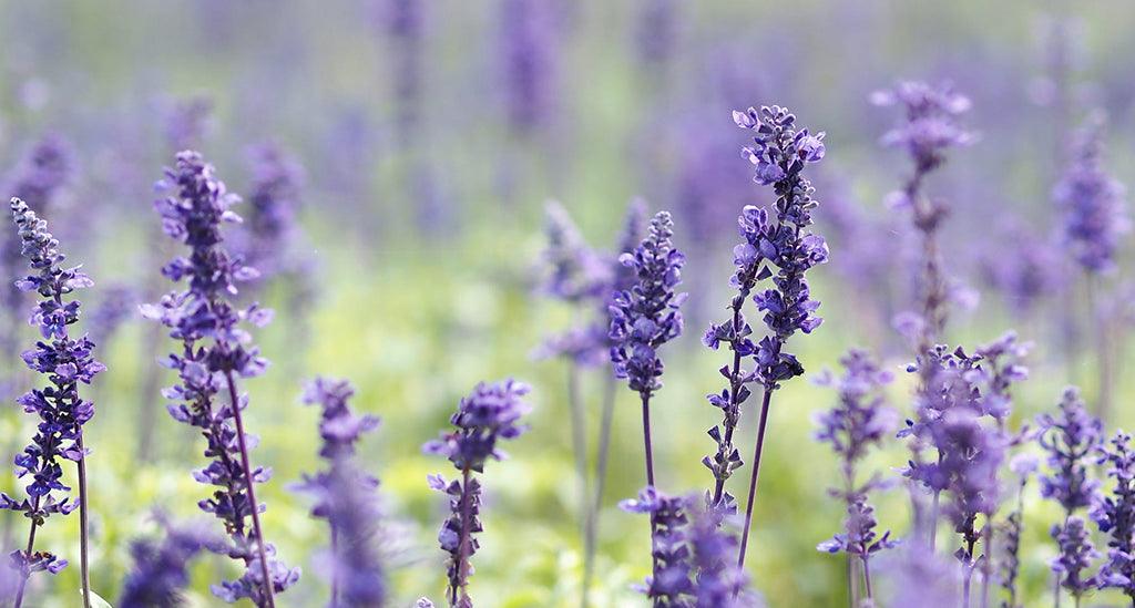 Lavender flowers blooming in a lush green garden, ideal for indoor hydroponic growing systems.
