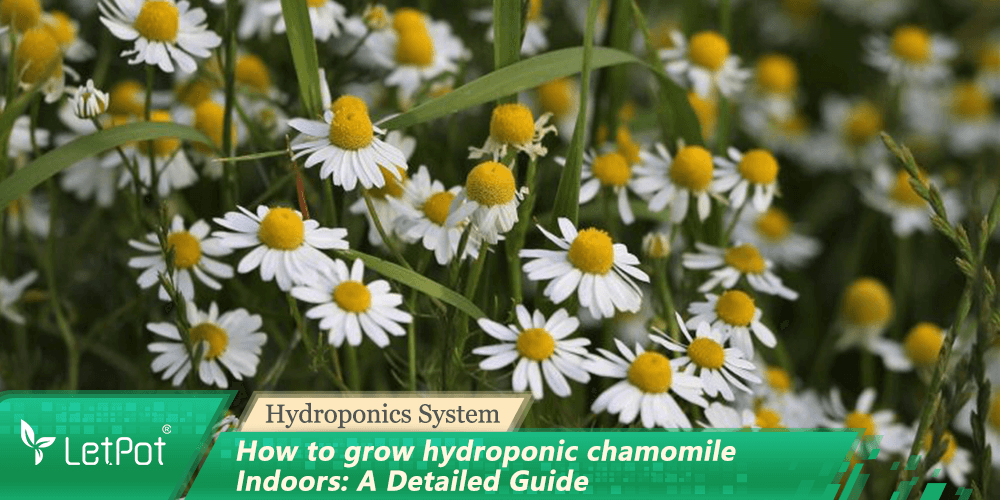 How to grow hydroponic chamomile Indoors: A Detailed Guide - LetPot's garden