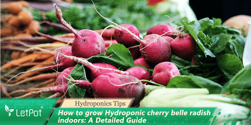 Fresh cherry belle radishes with leafy tops, showcasing indoor hydroponic gardening tips.