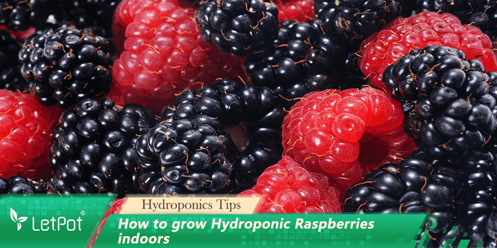 How to grow Hydroponic Raspberries indoors: A Detailed Guide