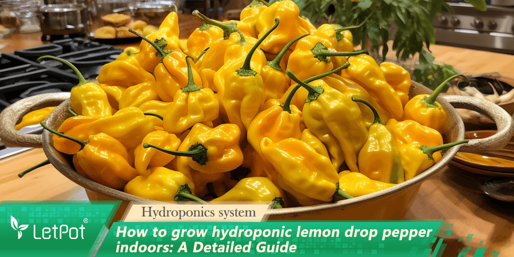 Bowl of fresh hydroponic lemon drop peppers on kitchen counter, indoor gardening focus.