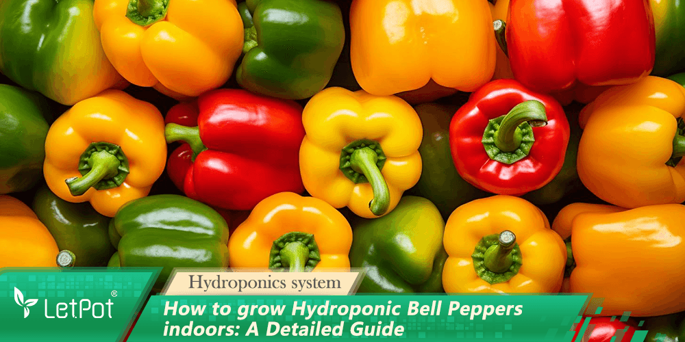 Colorful red, yellow, and green hydroponic bell peppers for indoor gardening on display.