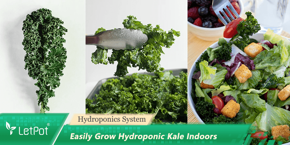 How to Grow Hydroponic Kale : A Beginner’s Guide