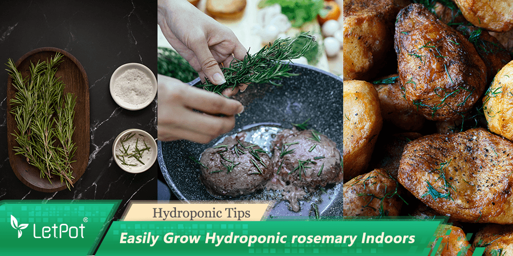 How to grow rosemary hydroponically: A Comprehensive Guide - LetPot's garden