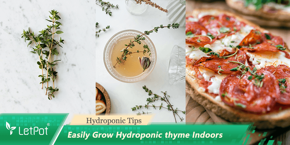 How to grow thyme hydroponically: A Comprehensive Guide