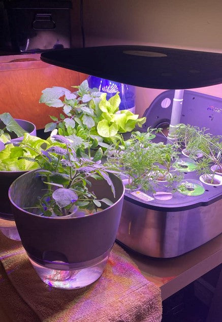 LetPot 12 Pod hydroponics