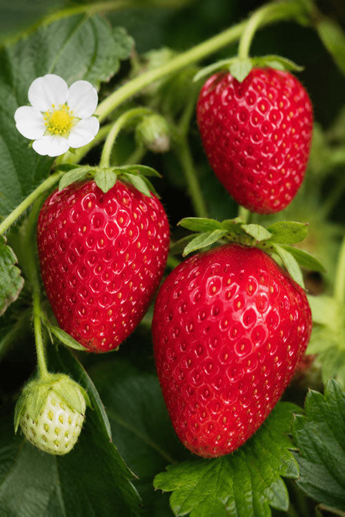 Alpine Strawberry