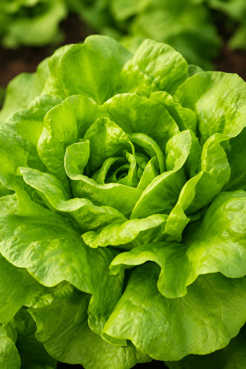Butter Lettuce