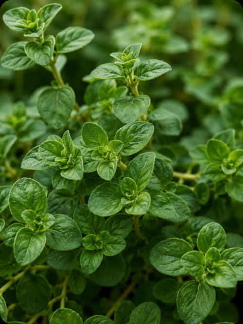 Greek Oregano