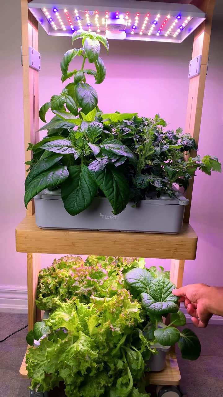 Leafy greens growing in a two-level LetPot LPH-Home