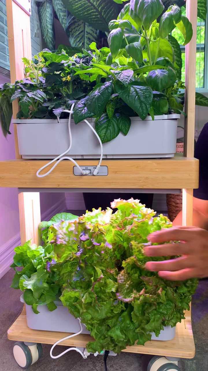 Early tester harvesting leafy greens from LetPot LPH-Home