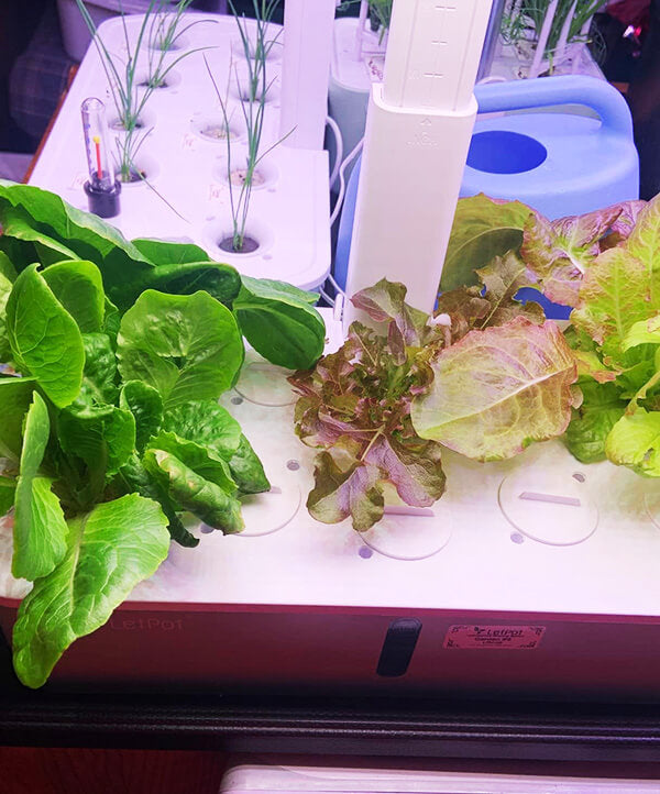 LetPot_air_indoor_garden