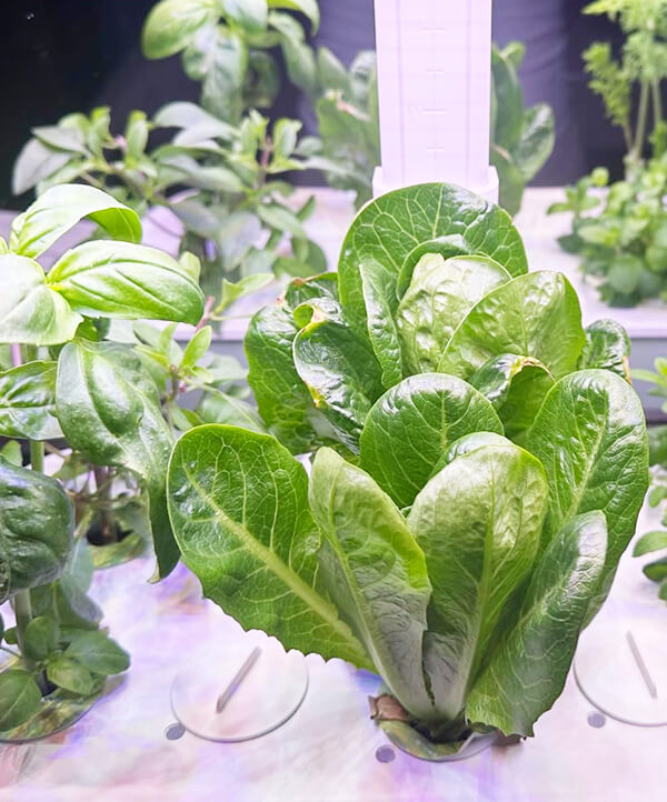 LetPot_indoor_hydroponics_garden