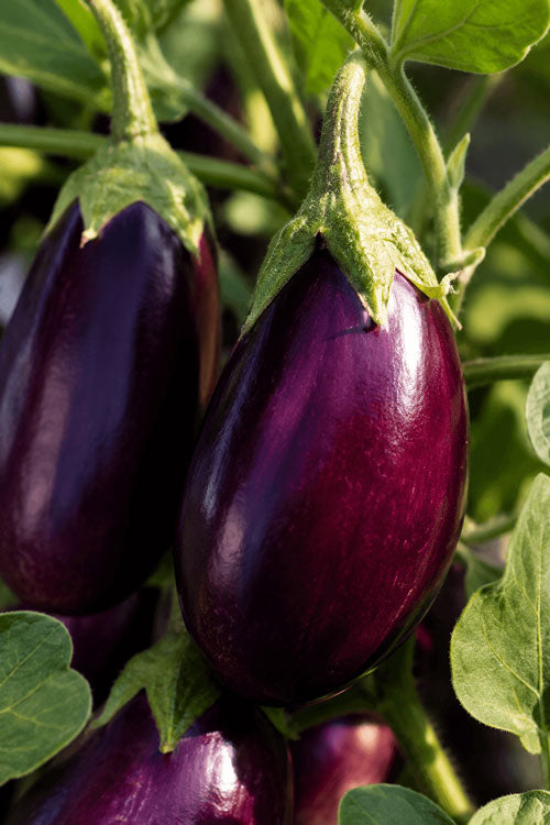 Mini Eggplant