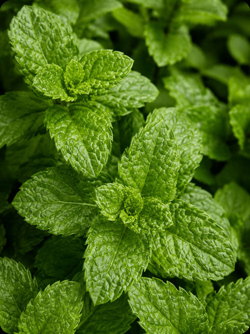Peppermint