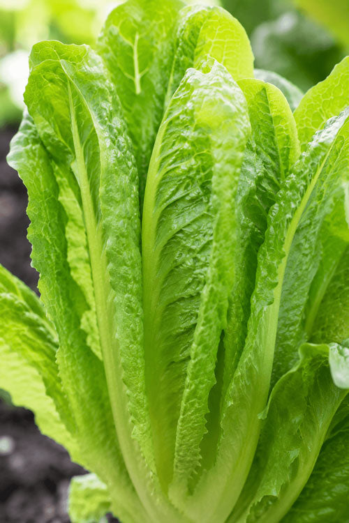 Romaine Lettuce