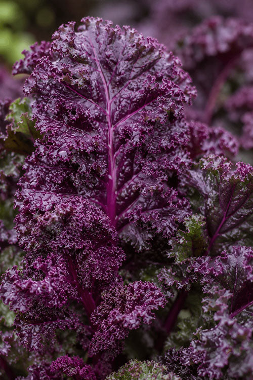 Scarlet Kale
