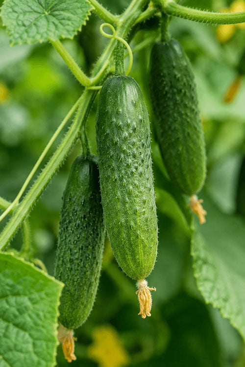 Snack Cucumber