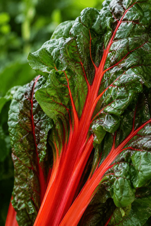 Swiss Chard