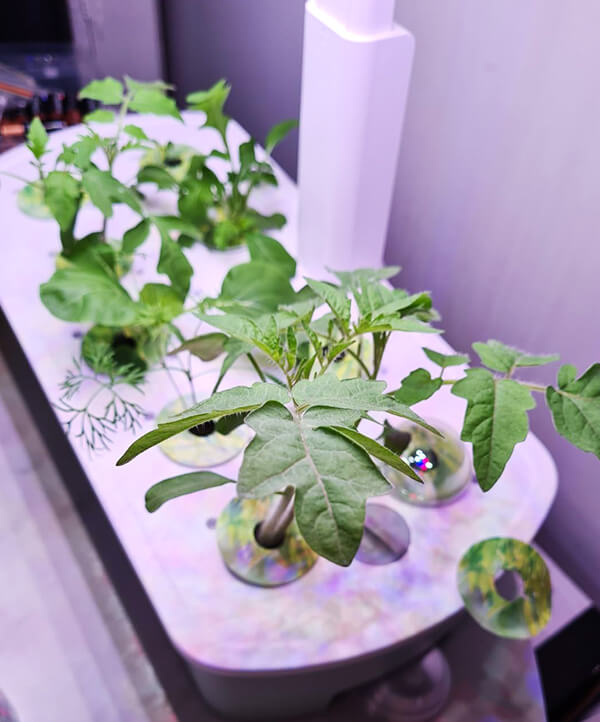 growing_in_LetPot_air_hydroponic_garden