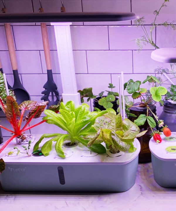 growing_lettuce_in_letPot_air