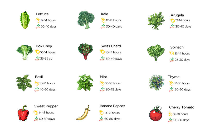 what to grow in hydroponics